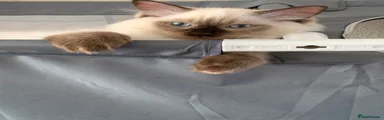 Seal Point boy 2 