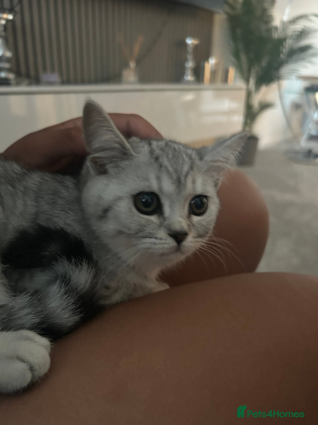 Scottish Fold cats for sale:  BEAUTIFUL female kitten🩷 - Image 9