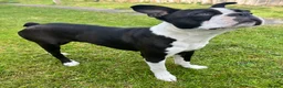 Boston Terrier dogs for sale: 🌟Quality KC Boston Terrier 9 Month old Puppy - Advert 2