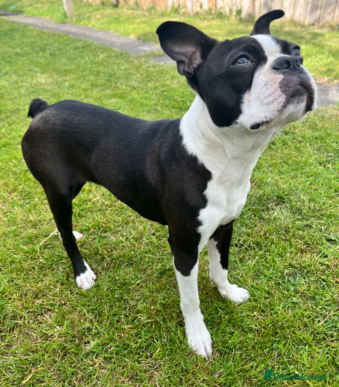 Boston Terrier dogs for sale: 🌟Quality KC Boston Terrier 9 Month old Puppy - Advert 2