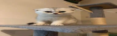 Scottish Fold girl 