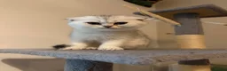 Scottish Fold cats for sale: Scottish Fold Kittens - 2 girls 1 boy  - Advert 10