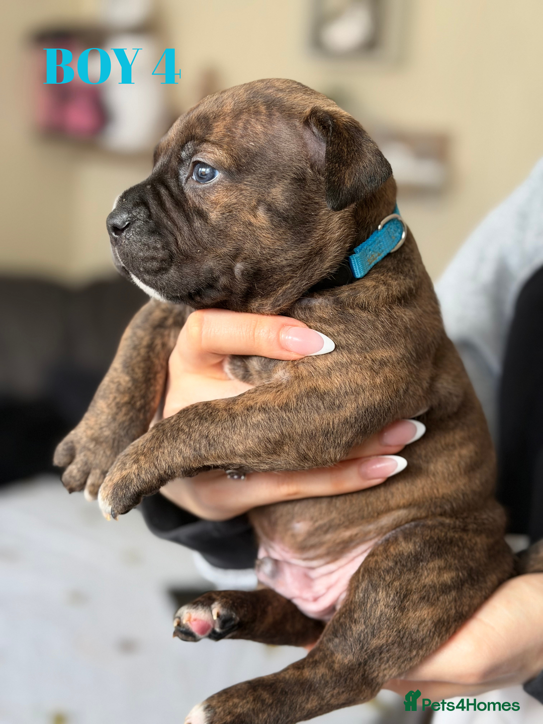 Staffordshire Bull Terrier dogs for sale: Precious Puppies Ready to Join Your Family - Advert 5
