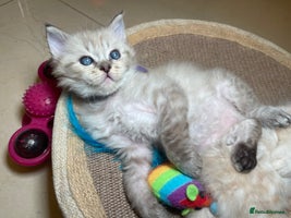 Ragdoll cats - Advert 1