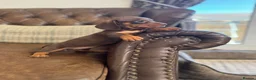 Miniature Dachshund dogs for sale: Miniature Dachshund Puppies  - Advert 4