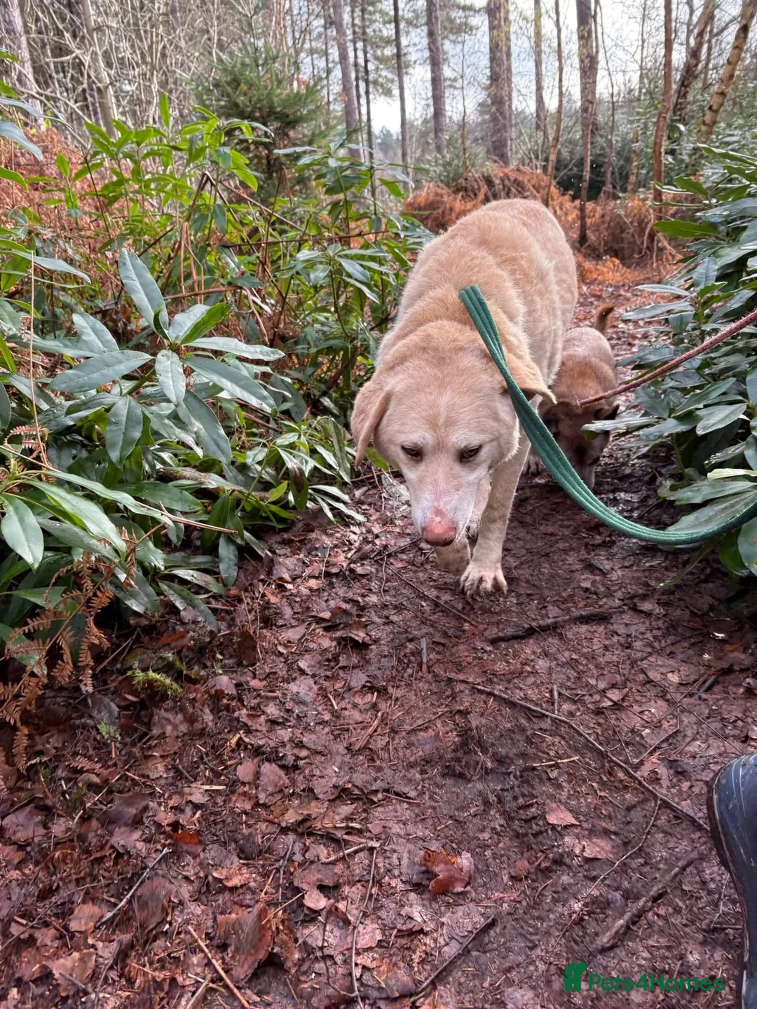 Golden Retriever dogs for adoption: Ralph - Norwich Norfolk  - Advert 14
