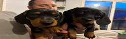Miniature Dachshund dogs for sale: Just 1 Black and Tan boy left £650 - Advert 4