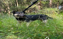 Mixed Breed dogs for adoption: Joey - Norwich Norfolk  - Image 14