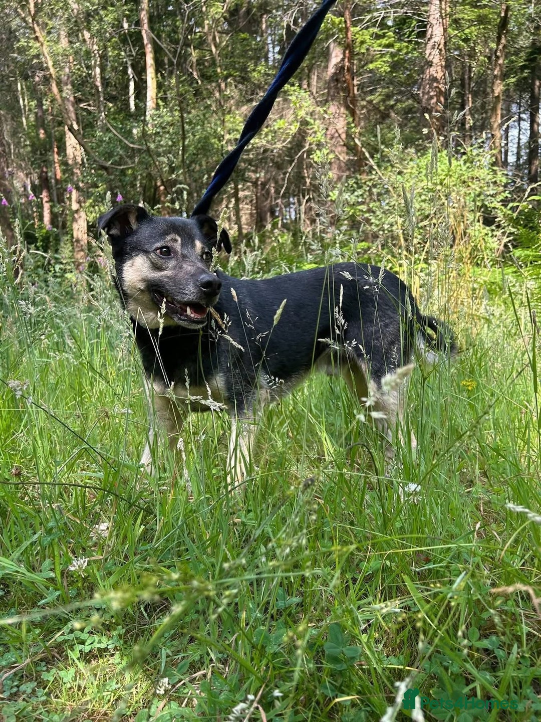 Mixed Breed dogs for adoption: Joey - Norwich Norfolk  - Image 14