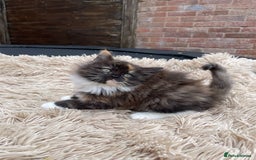 Mixed Breed cats for sale: 🎃 Cute Fluffy Kittens – Persian x BSH Mix - Image 4