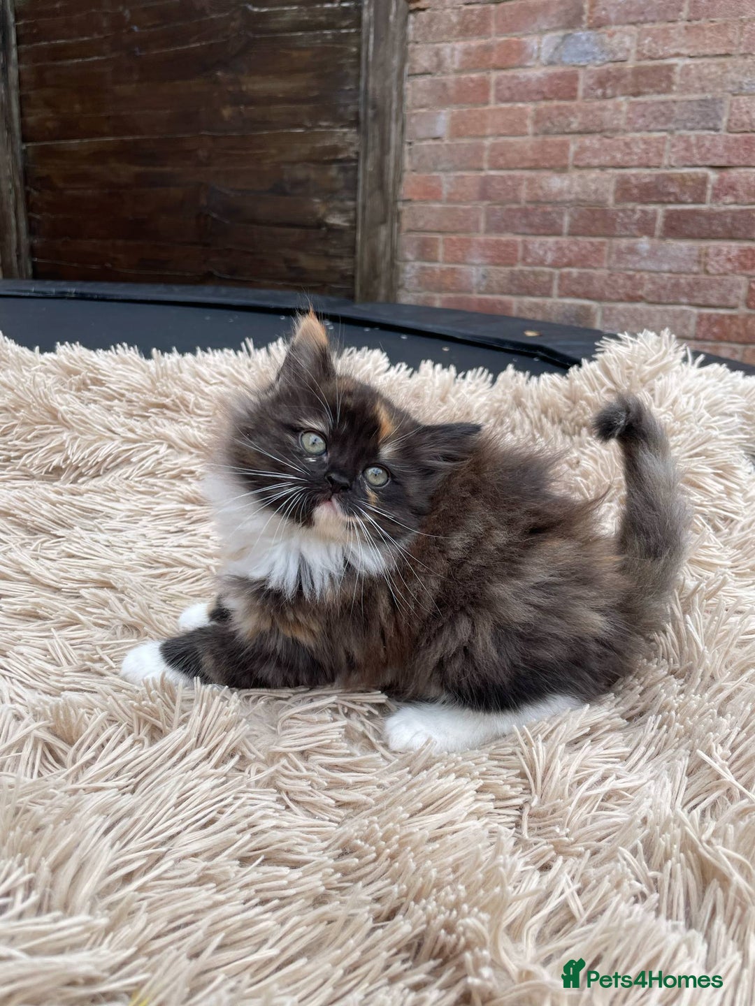 Mixed Breed cats for sale: 🎃 Cute Fluffy Kittens – Persian x BSH Mix - Image 4