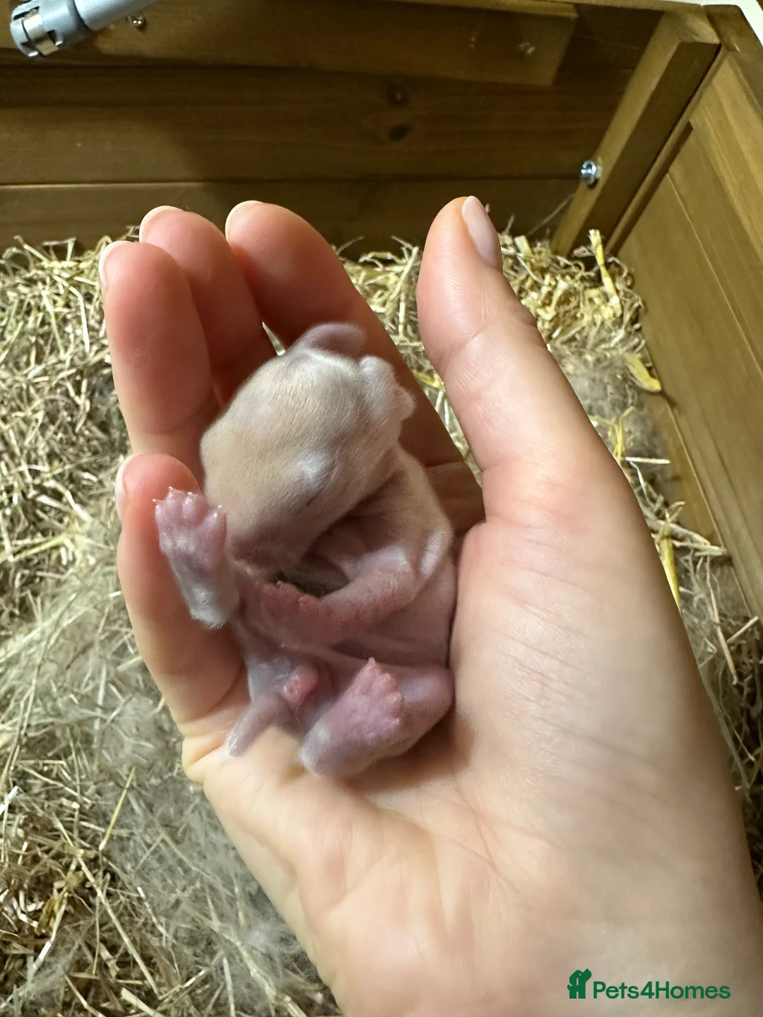 Mini Lop rabbits for sale: I have 6 mini lops babies ready to reserve  - Advert 5