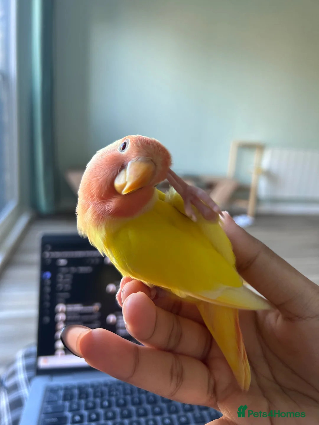 Lovebirds birds for sale: Peach faced Lovebird  in Birmingham - Advert 2
