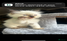 Ragdoll cats for sale: Ragdoll kittens - Image 20