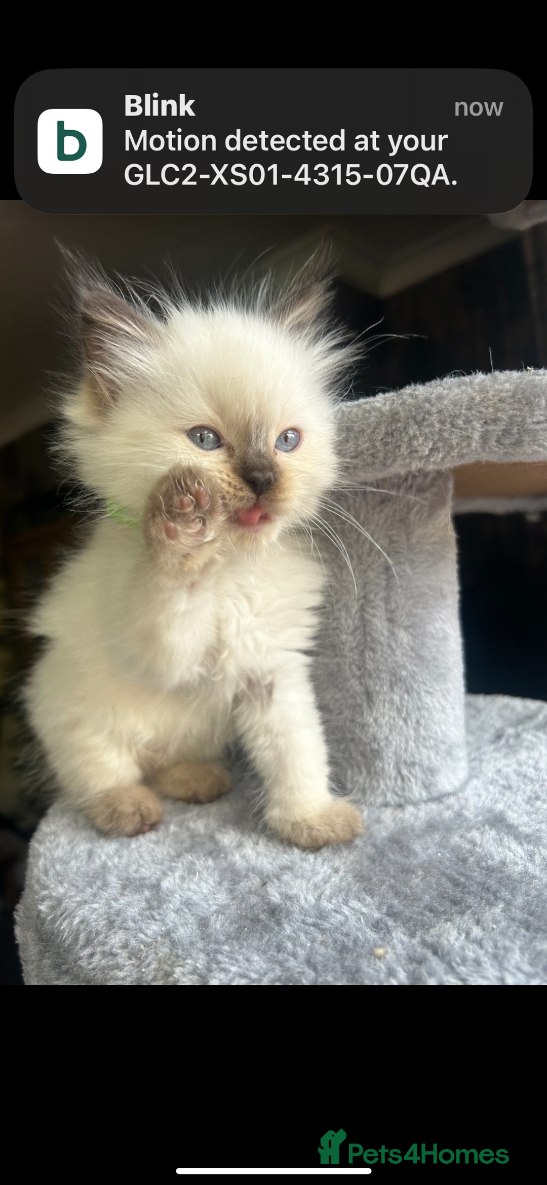 Ragdoll cats for sale: Ragdoll kittens - Image 20