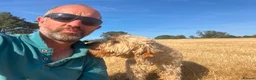 Labradoodle dogs for sale: Stunning curly Labradoodle F1b generation - Advert 12