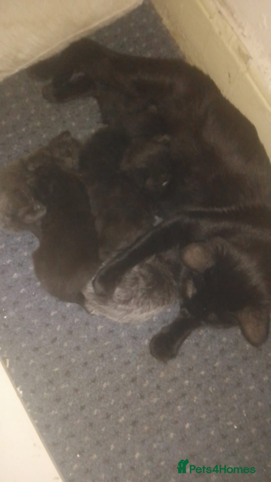 Mixed Breed cats for sale: 2 boys Turkish angora x  - Image 3