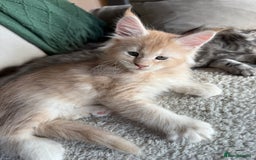 Maine Coon cats for stud: Cream TICA registered maine coon for stud  - Image 6