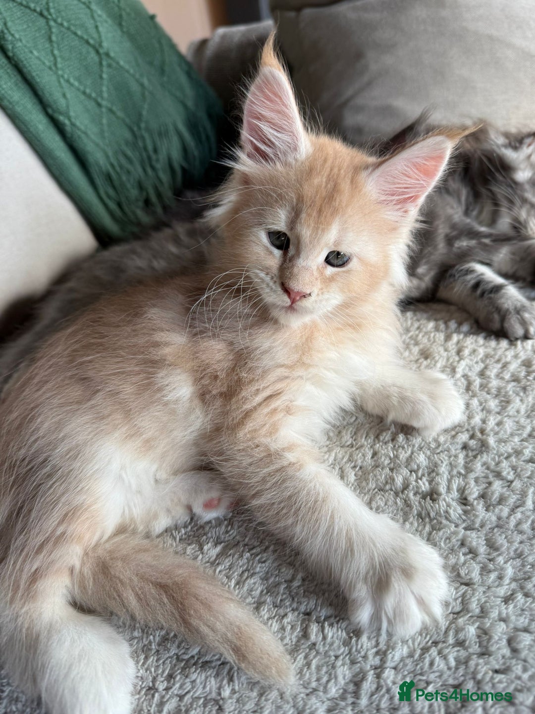 Maine Coon cats for stud: Cream TICA registered maine coon for stud  - Image 6