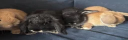 Mini Lop rabbits for sale: 4 x mini lops 8 weeks old for sale - Advert 15