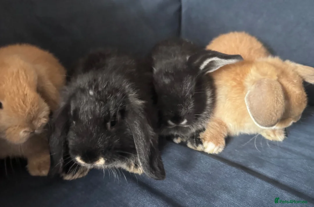Mini Lop rabbits for sale: 4 x mini lops 8 weeks old for sale - Advert 15