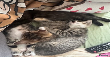 Mixed Breed cats - Advert 4
