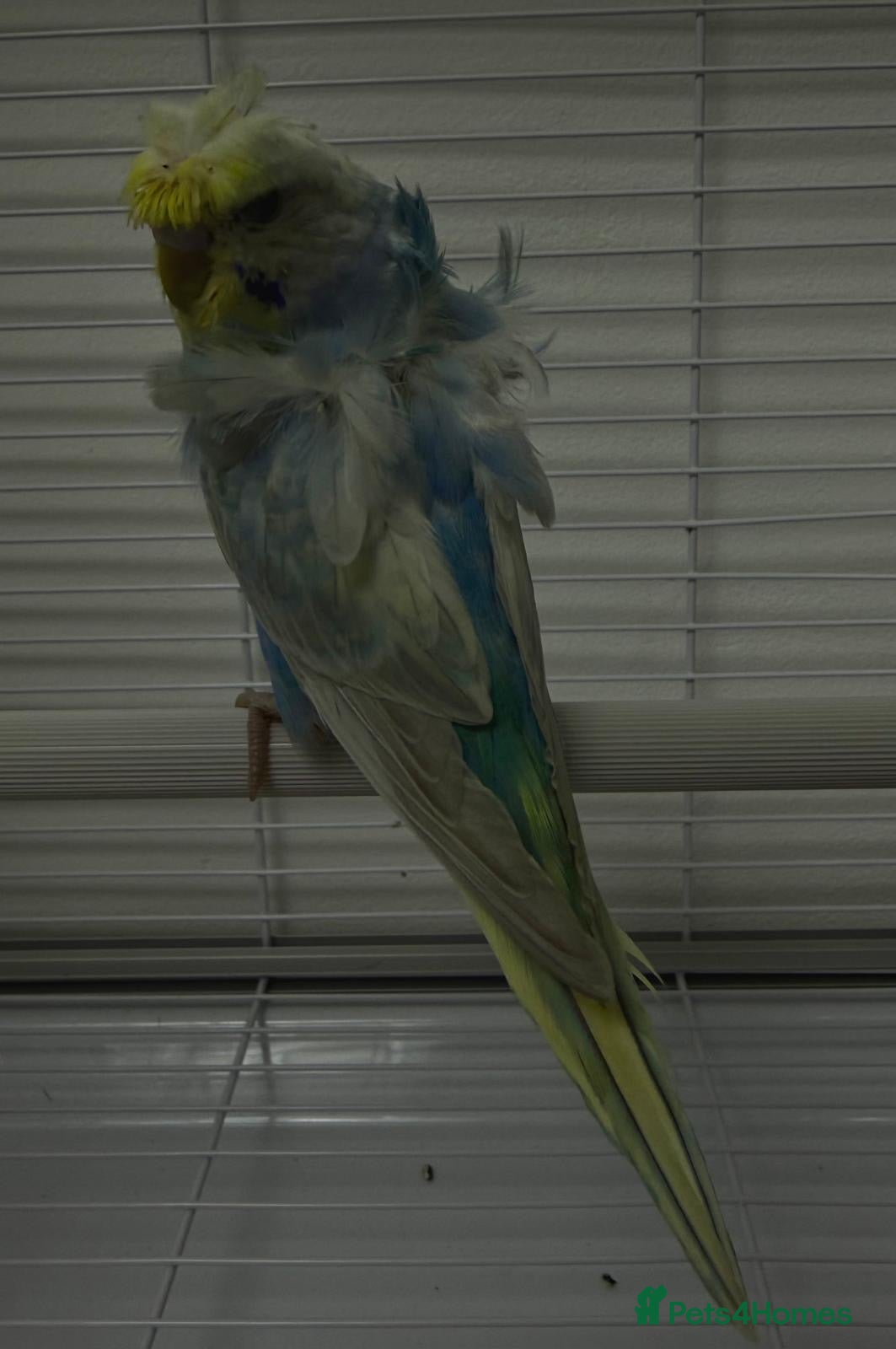 Budgerigars birds Breeding budgies available  - Advert 20