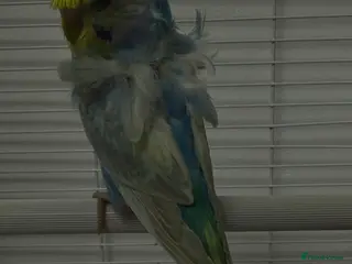 Budgerigars birds Breeding budgies available - Advert 20