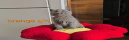 British Shorthair cats for sale: Blue British Shorthair kittens, GCCF registered in London - Advert 9
