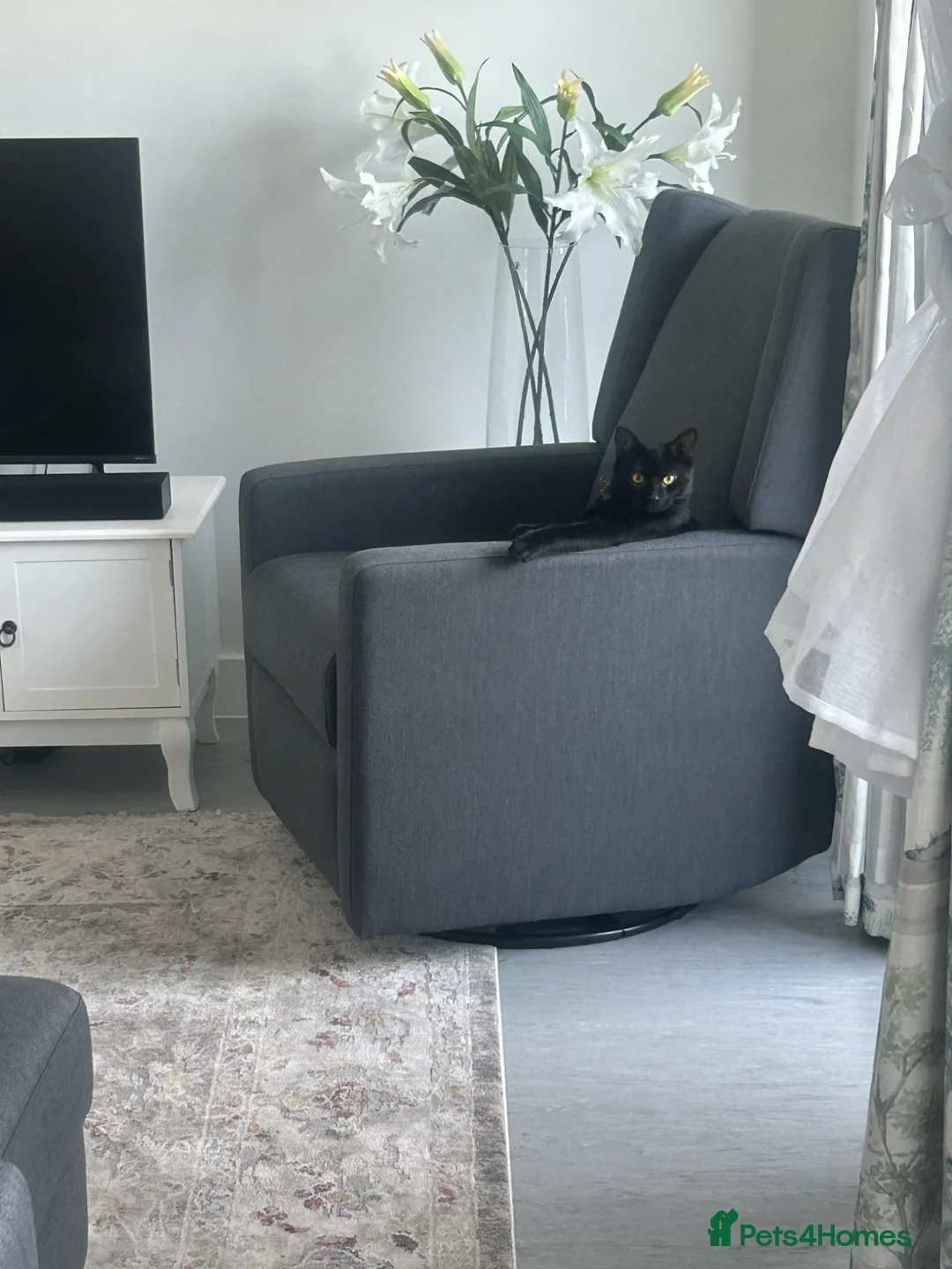 British Shorthair cats for sale: Home for Kitkat  - Advert 2
