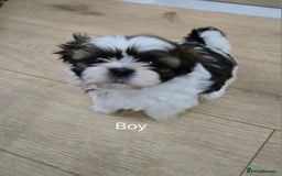 Shih Tzu dogs for sale: Gorgeous full breed Shih Tzu puppies - Image 2