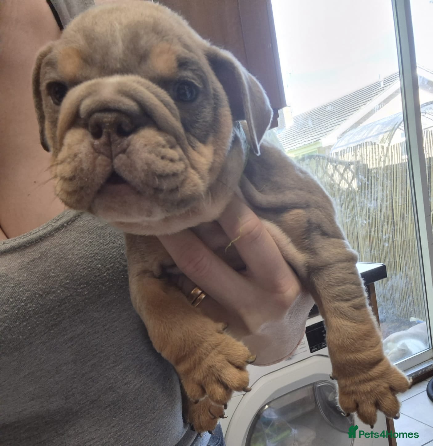 English Bulldog dogs Here i have a beautiful litter of English Bulldogs - Advert 10