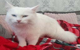 Maine Coon cats for sale: Mainecoon kittens  - Image 6