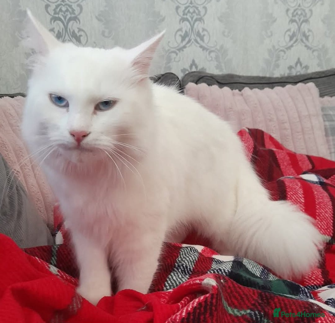 Maine Coon cats for sale: Mainecoon kittens  - Image 6