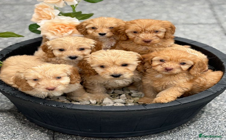 Cockapoo dogs - Advert 5