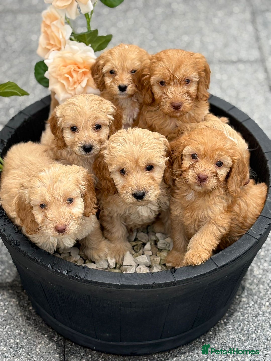Cockapoo dogs for sale: Adorable cockapoos - Image 1