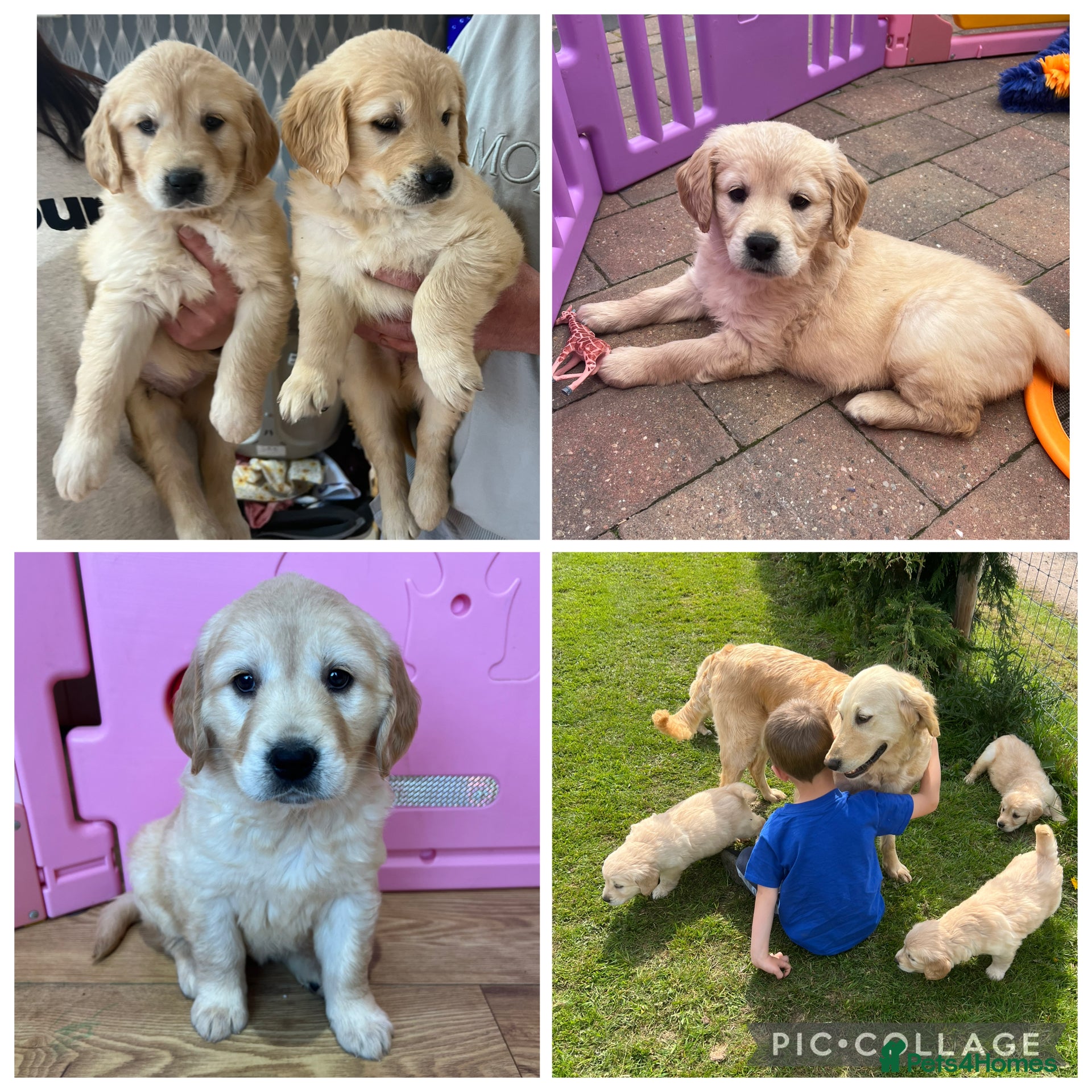 Golden Retriever dogs READY NOW! QUALITY KC REG CHUNKY GOLDEN RETRIEVERS - Advert 6