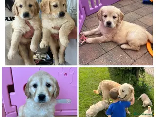 Golden Retriever dogs READY NOW! QUALITY KC REG CHUNKY GOLDEN RETRIEVERS - Advert 5