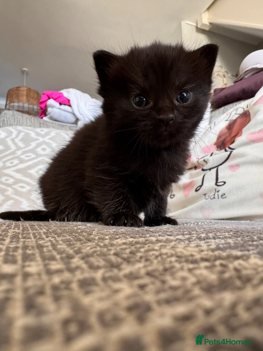 Mixed Breed cats for sale: 2 Female kittens  - Advert 14