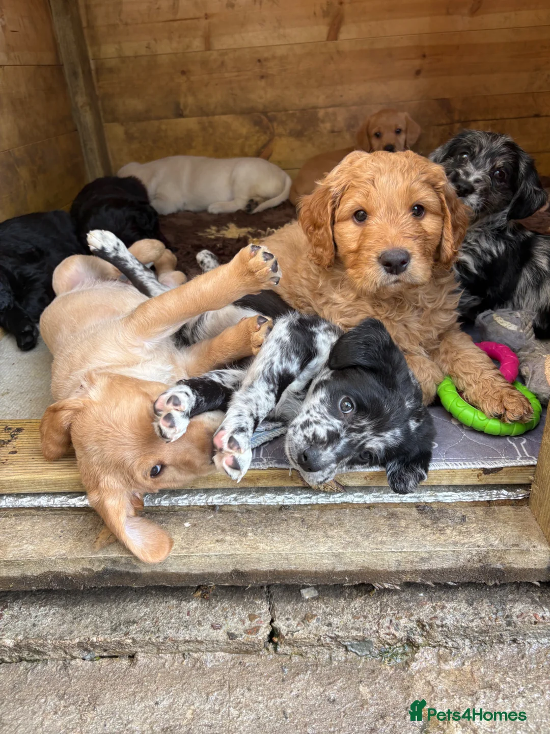 Mixed Breed dogs for sale: Labradoodles  - Advert 1