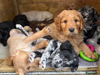 Mixed Breed dogs Labradoodles - Advert 11