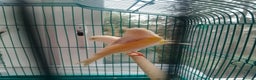 Canaries birds for sale: Yellow mosaic canaries for sale  - Advert 17