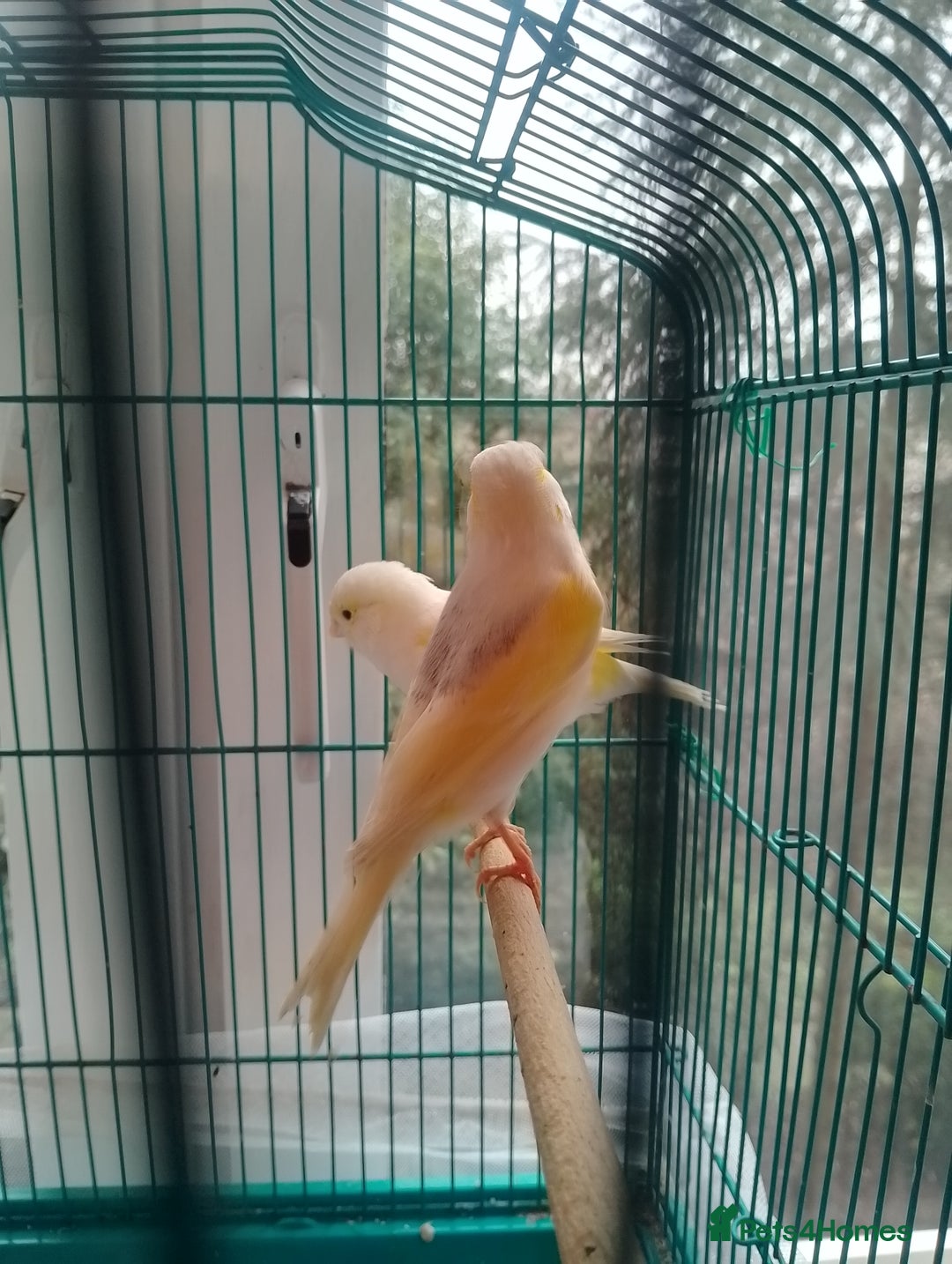 Canaries birds for sale: Yellow mosaic canaries for sale  - Advert 17