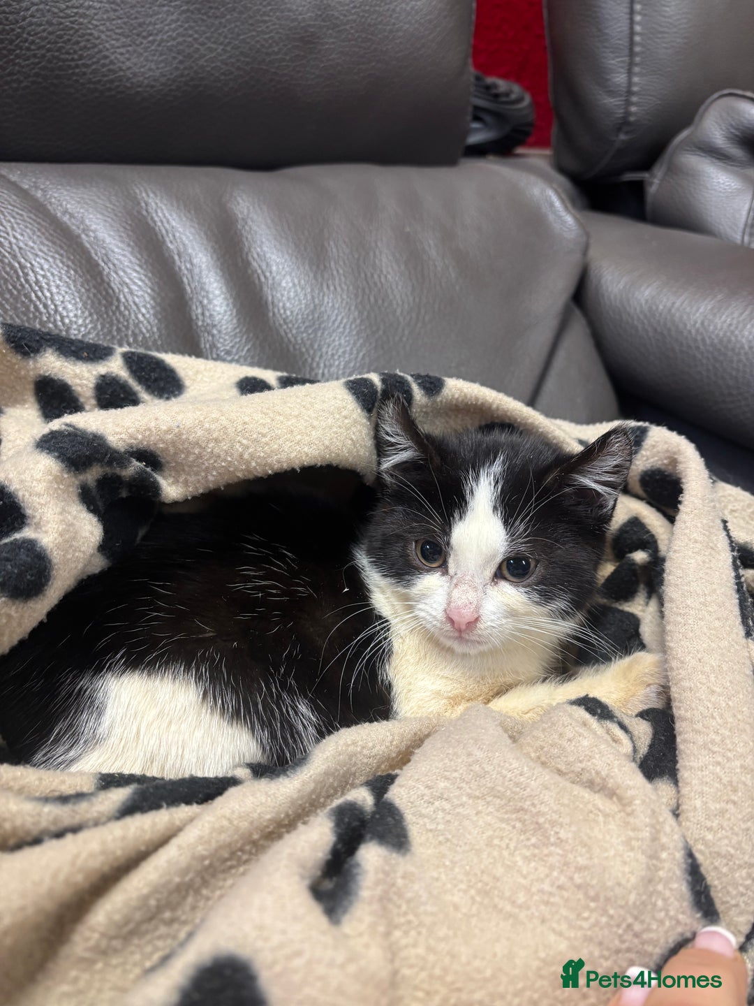 Mixed Breed cats for sale: 2 beautiful tabby x kittens for sale  - Advert 5