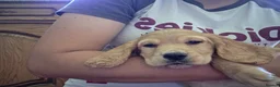 Cocker Spaniel dogs for sale: Beautiful working cocker spaniels - Advert 18