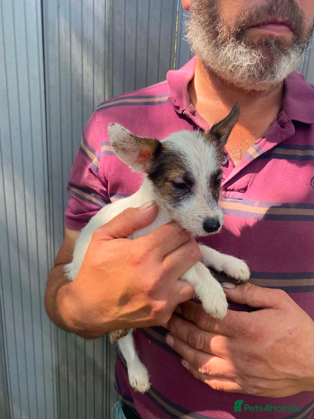 Jack Russell dogs for sale: 3 Little Jack Russell Puppies for sale  in Lifton - Advert 2