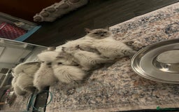 Ragdoll cats for sale: True to type, pure bred Ragdoll kittens  - Image 14