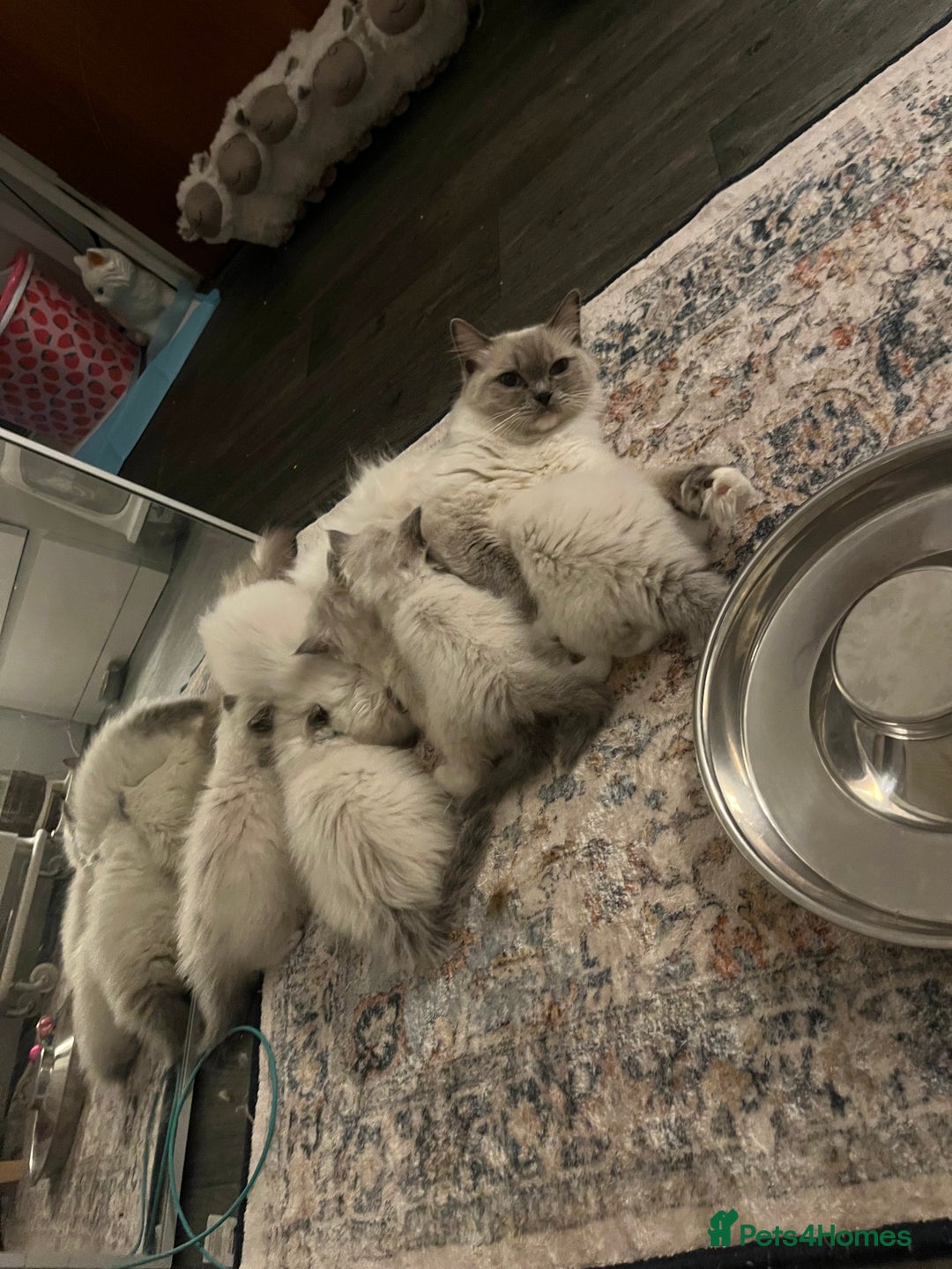 Ragdoll cats for sale: True to type, pure bred Ragdoll kittens  - Image 14