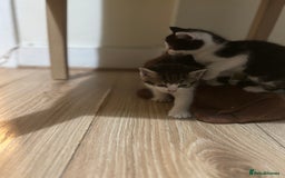 Mixed Breed cats for sale: 2 female + 2 male kittens  - Image 5