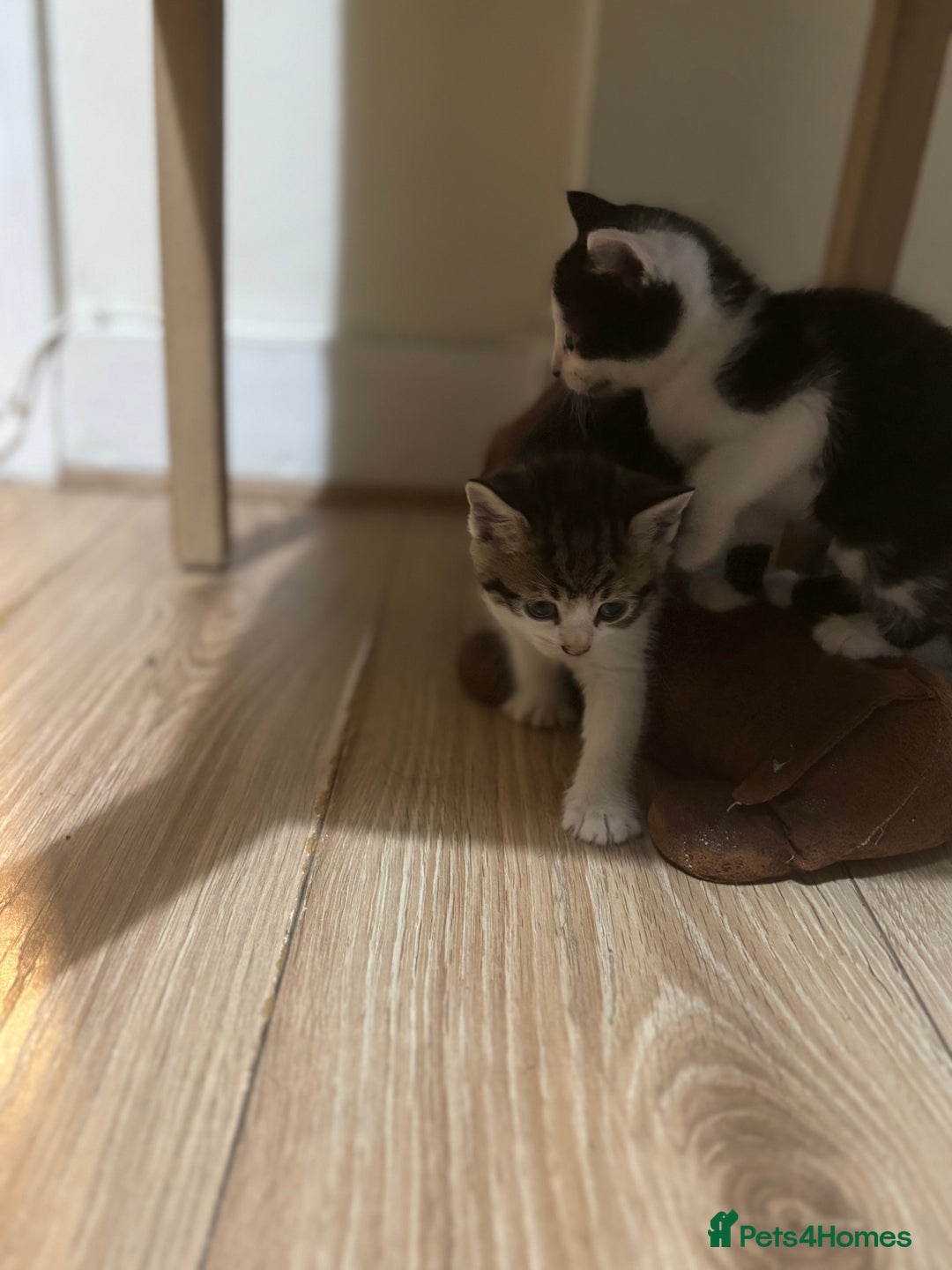 Mixed Breed cats for sale: 2 female + 2 male kittens  - Image 5